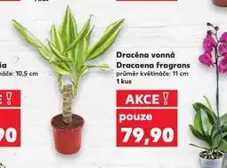 Kaufland Dracena vponná nabídka