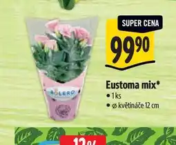 Albert Eustoma mix, pr. květináče 12 cm nabídka