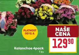 Billa Kalanchoe 4pack nabídka