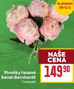Billa Pivoňky řezané Sarah Bernhardt nabídka