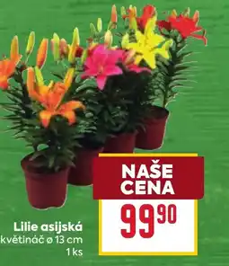 Billa Lilie asijská nabídka