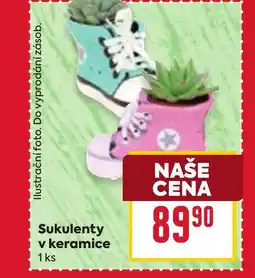 Billa Sukulenty v keramice nabídka