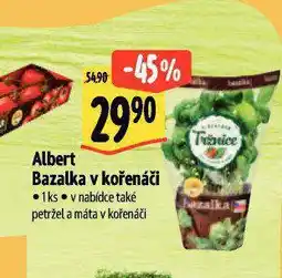 Albert Bazalka v kořenáči nabídka