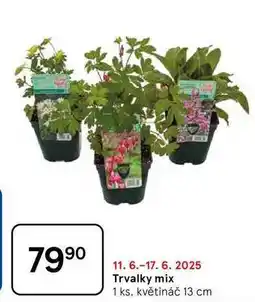 Tesco Trvalky mix, 1 ks. květináč 13 cm nabídka