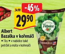 Albert Albert Bazalka v kořenáči nabídka