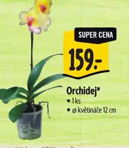 Albert Orchidej nabídka