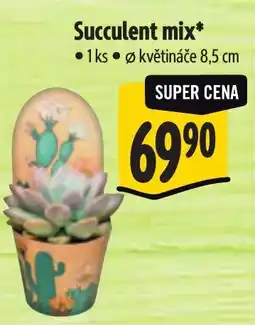 Albert Succulent mix nabídka