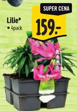 Albert Lilie nabídka