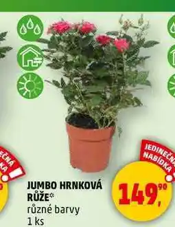 Penny Market JUMBO HRNKOVÁ RŮŽE různé barvy, 1 ks nabídka