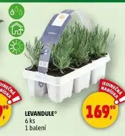 Penny Market LEVANDULE, 6 ks, 1 balení nabídka