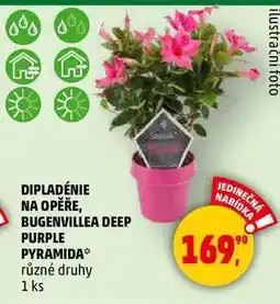 Penny Market DIPLADÉNIE NA OPĚŘE, BUGENVILLEA DEEP PURPLE PYRAMIDA různé druhy, 1 ks nabídka