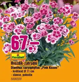 Hornbach Hvozdík zahradní nabídka