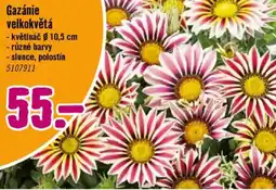 Hornbach Gazánie velkokvětá nabídka