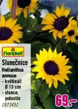 Hornbach Slunečnice nabídka