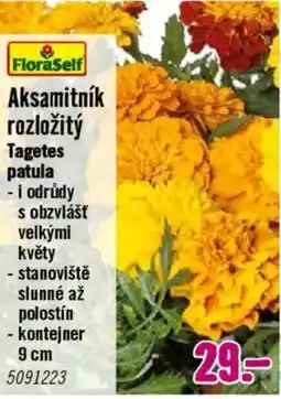Hornbach Aksamitník rozložitý nabídka