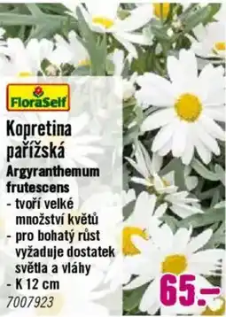 Hornbach Kopretina pařížská nabídka