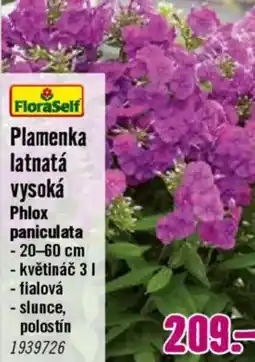 Hornbach Plamenka latnatá vysoká nabídka