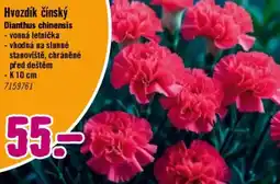 Hornbach Hvozdík čínský nabídka