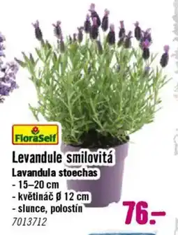 Hornbach Levandule smilovitá nabídka