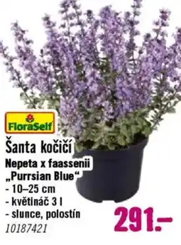 Hornbach Šanta kočičí nabídka