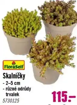 Hornbach Skalničky nabídka