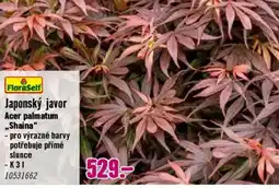 Hornbach Japonský javor nabídka