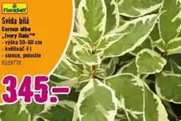 Hornbach Svída bílá nabídka
