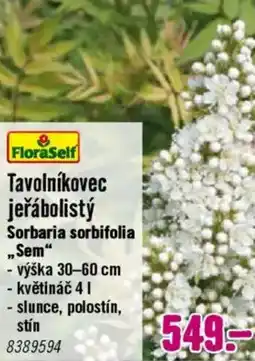 Hornbach Tavolníkovec jeřábolistý nabídka