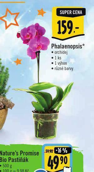 Orchidea - phalaenopsis