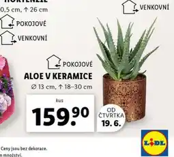 Lidl Aloe ve keramice nabídka