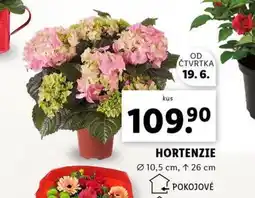 Lidl Hortenzie nabídka