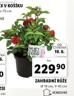 Lidl Zahradní růže nabídka