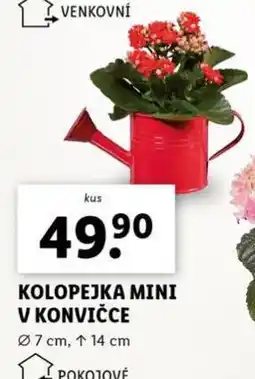Lidl Kolopejka mini v konvičce nabídka