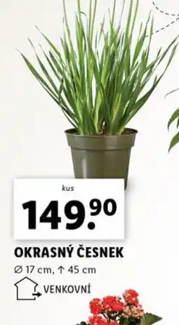 Lidl Okrasný česnek nabídka