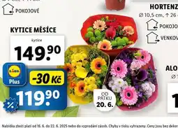 Lidl Kytice měsíce nabídka