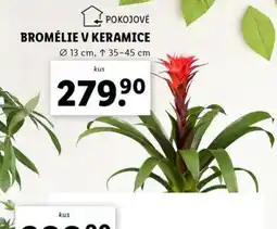 Lidl Bromélie v keramice nabídka