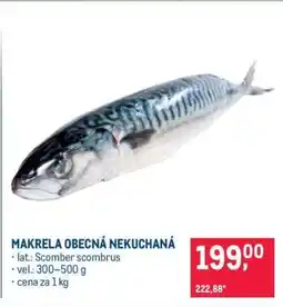 Makro Makrela obecná nekuchaná nabídka