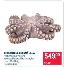 Makro Chobotnice obecná celá nabídka