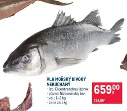 Makro VLK MOŘSKÝ DIVOKÝ NEKUCHANÝ nabídka