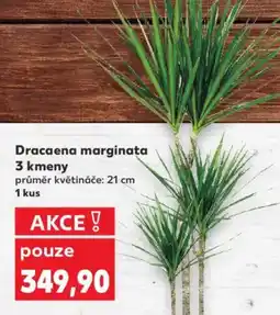 Kaufland Dracaena marginata 3 kmeny nabídka