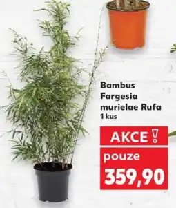 Kaufland Bambus Fargesia murielae Rufa nabídka