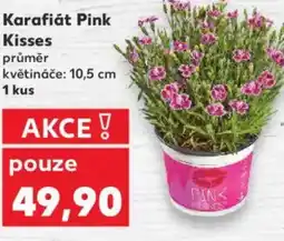 Kaufland Karafiát Pink Kisses nabídka