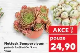 Kaufland Netřesk Sempervivum nabídka