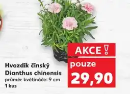 Kaufland Hvozdík čínský Dianthus chinensis nabídka