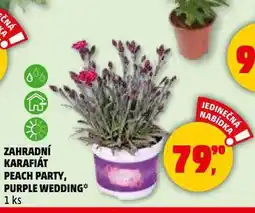 Zahradní karafiáty