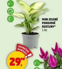 Penny Market Mini zelené pokojové rostliny nabídka