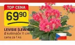 Flop LEVISIE (LEWISIA) Ø květináče 11 cm cena za 1 ks nabídka