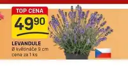 Flop LEVANDULE Ø květináče 9 cm cena za 1 ks nabídka