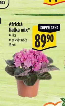 Albert Mas Africká fialka mix, pr. květináče 12 cm nabídka