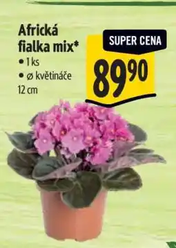 Albert Africká fialka mix nabídka